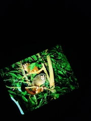 Aotus lemurinus