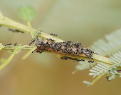 Jalmenus evagoras