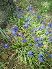 Muscari armeniacum