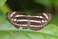 Neptis leucoporos
