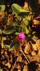 Polygala amatymbica