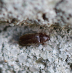 Trixagus dermestoides