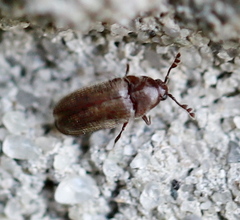 Trixagus dermestoides
