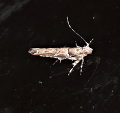 Pyroderces falcatella