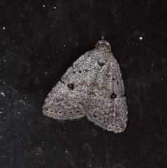 Tolpiodes oligolasia