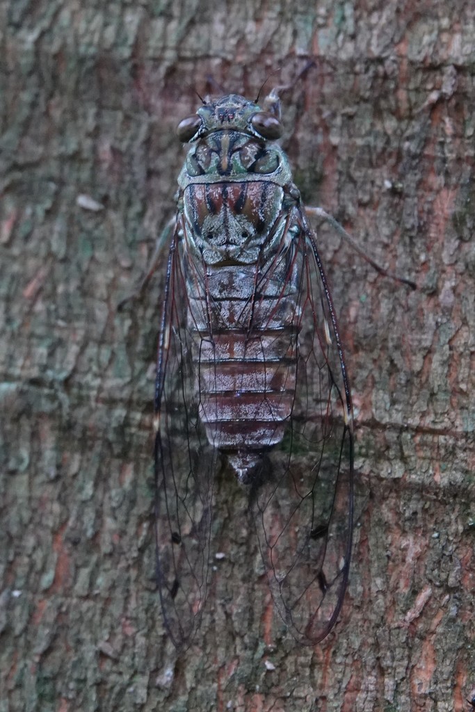 Puranina