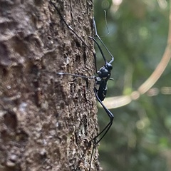 Talanthia phalangium
