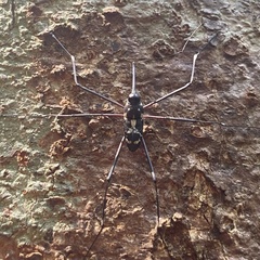 Talanthia phalangium