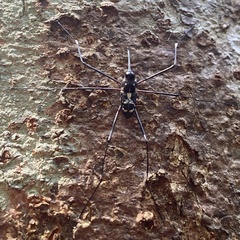 Talanthia phalangium