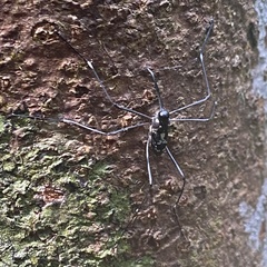 Talanthia phalangium