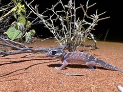 Nephrurus levis levis