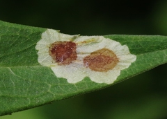 Calycomyza promissa