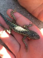 Sceloporus occidentalis