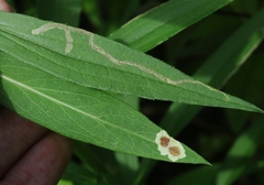 Calycomyza promissa