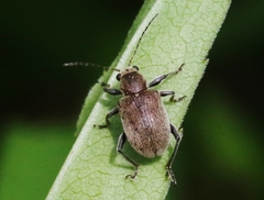 Neofidia lurida
