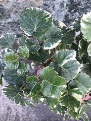 Polyscias balfouriana