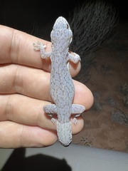 Gehyra purpurascens