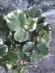 Polyscias balfouriana