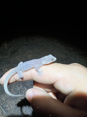 Gehyra purpurascens