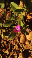 Polygala amatymbica
