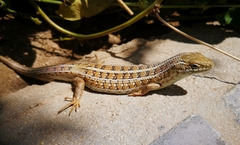 Trachylepis capensis