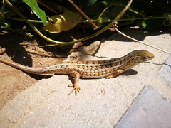 Trachylepis capensis