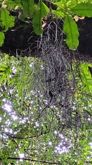 Dendrobium teretifolium fairfaxii