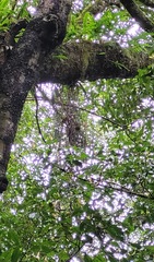 Dendrobium teretifolium fairfaxii