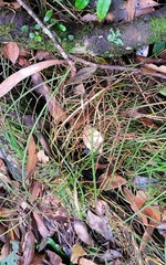 Dendrobium teretifolium fairfaxii