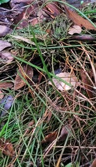 Dendrobium teretifolium fairfaxii