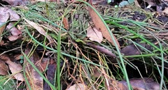 Dendrobium teretifolium fairfaxii