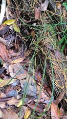 Dendrobium teretifolium fairfaxii