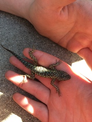 Sceloporus occidentalis