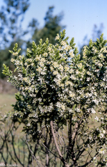 Thymelaea lythroides