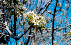 Pyrus bourgaeana