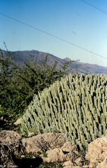 Euphorbia resinifera