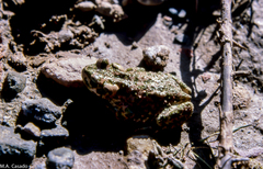 Bufotes boulengeri