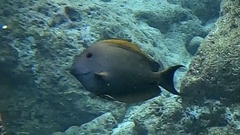 Ctenochaetus striatus