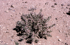 Astragalus armatus
