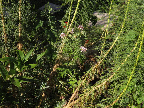 Pelargonium graveolens