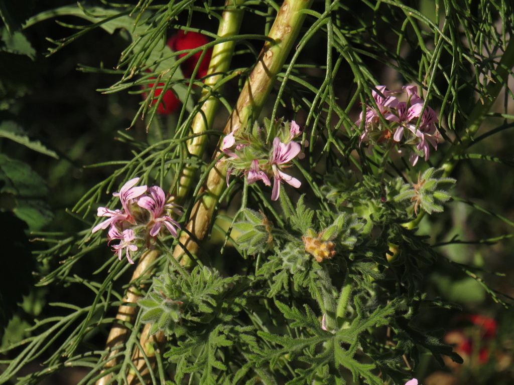Pelargonium graveolens, Brassie St, Lakeside, Cape Town, Western Cape, South Africa