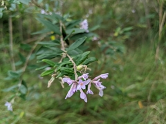 Daphne genkwa