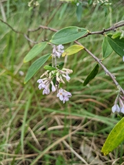Daphne genkwa