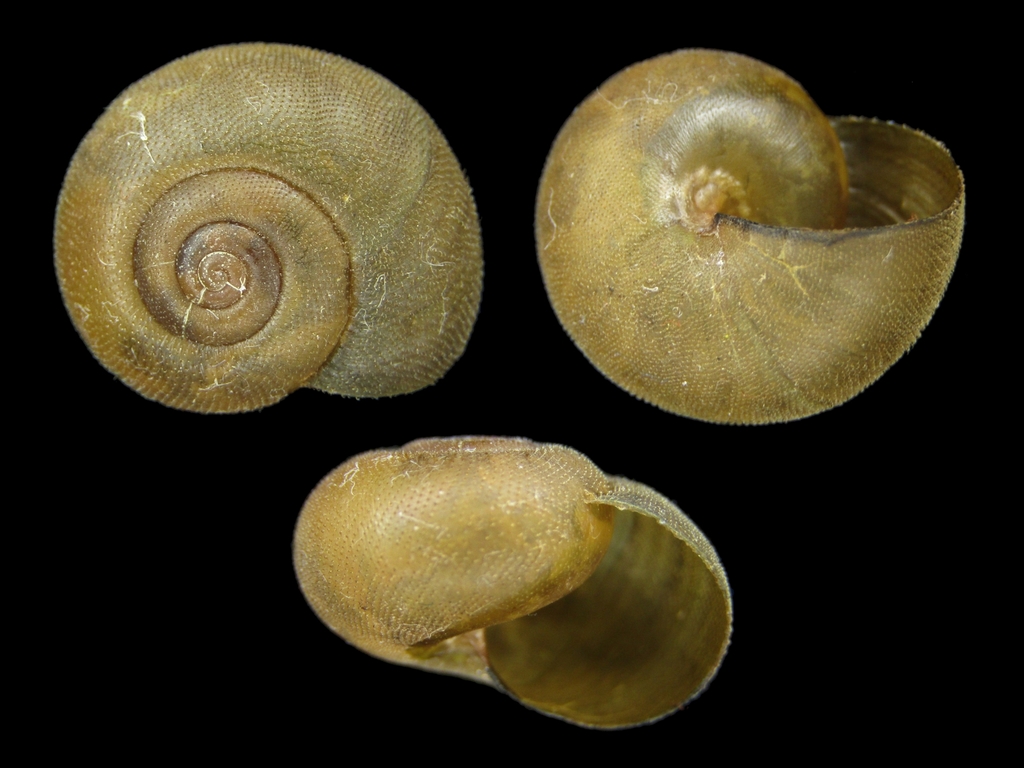 Nipponochloritis