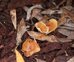 Collybia eucalyptorum