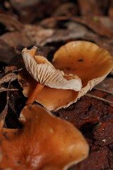 Collybia eucalyptorum