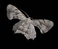 Epiplema quadristrigata