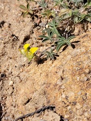 Lotononis acutiflora