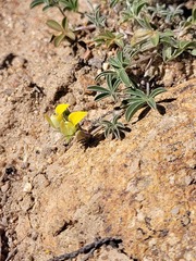 Lotononis acutiflora