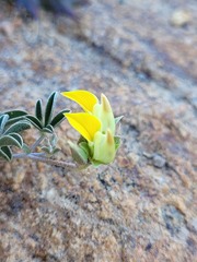 Lotononis acutiflora